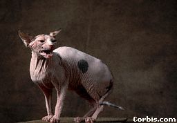 Bald Pussy
